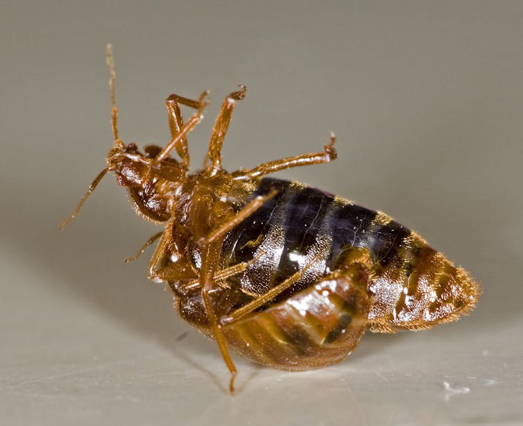 Can bed bugs survive a clothes washer?