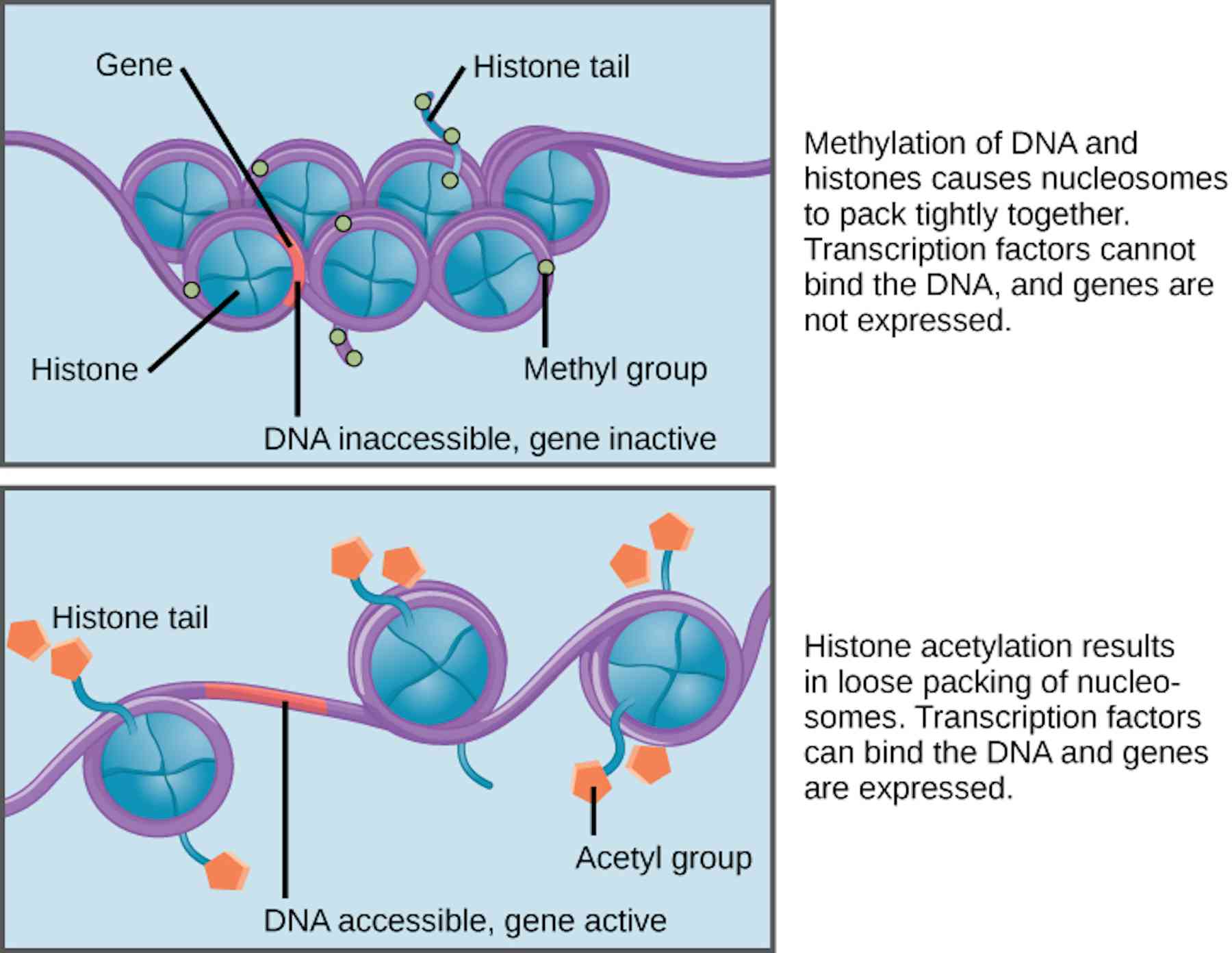 Reprogramming bacteria instead of killing them could be the answer to ... Biology Diagrams