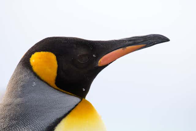 Giant penguin find: remains suggest huge bird was taller than a human