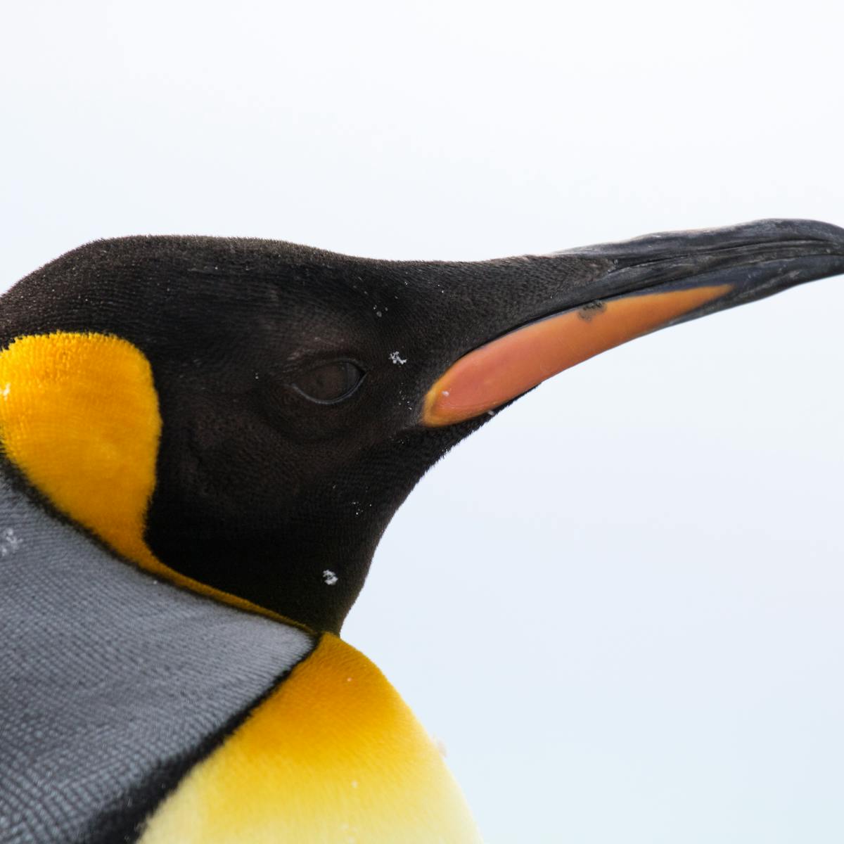 Giant Penguin Find Remains Suggest Huge Bird Was Taller Than