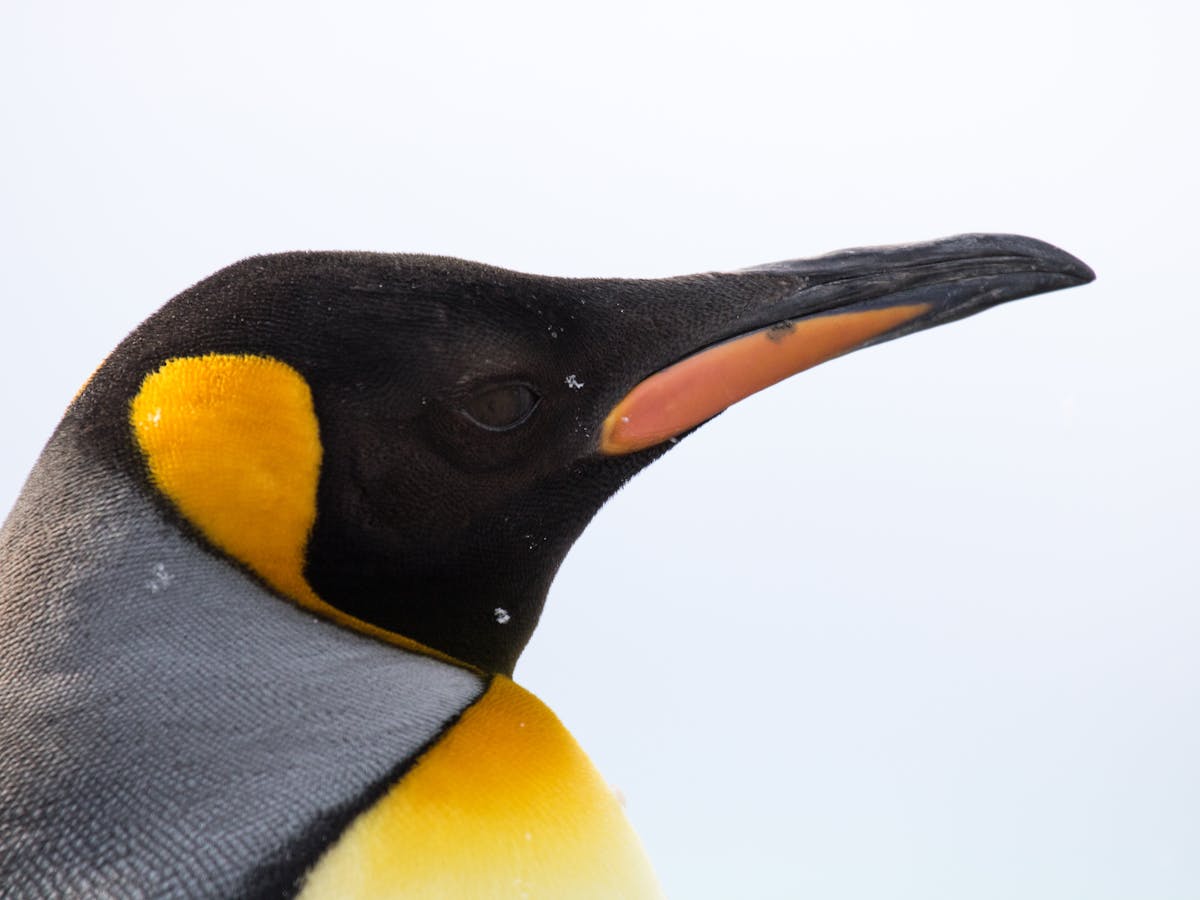 Giant Penguin Find: Remains Suggest Huge Bird Was Taller Than A Human Giant Penguin Find: Remains Suggest Huge Bird Was Taller Than A Human