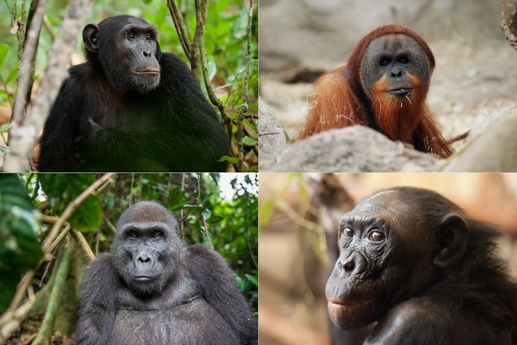 Горилла орангутан шимпанзе. Горилла и орангутанг. Горилла шимпанзе и орангутанг. Шимпанзе бонобо. Человекообразные обезьяны Гиббон орангутан.