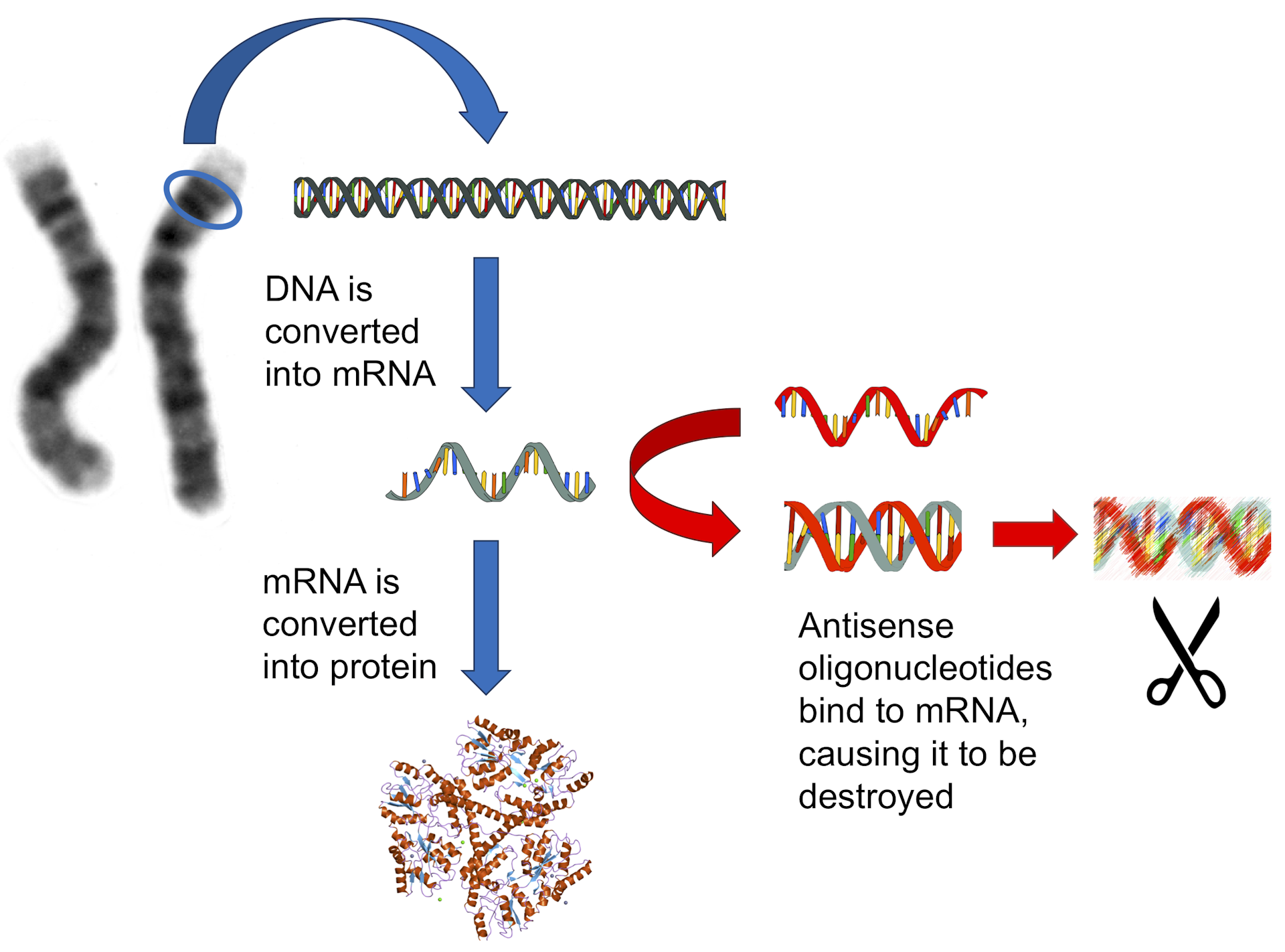 Antisense Therapy: A Promising New Way To Treat Neurological Disease