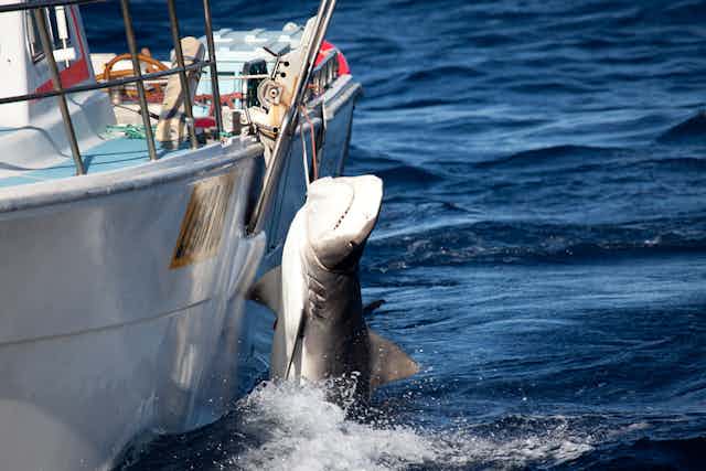 The changing tides: Why are sharks increasingly approaching our s