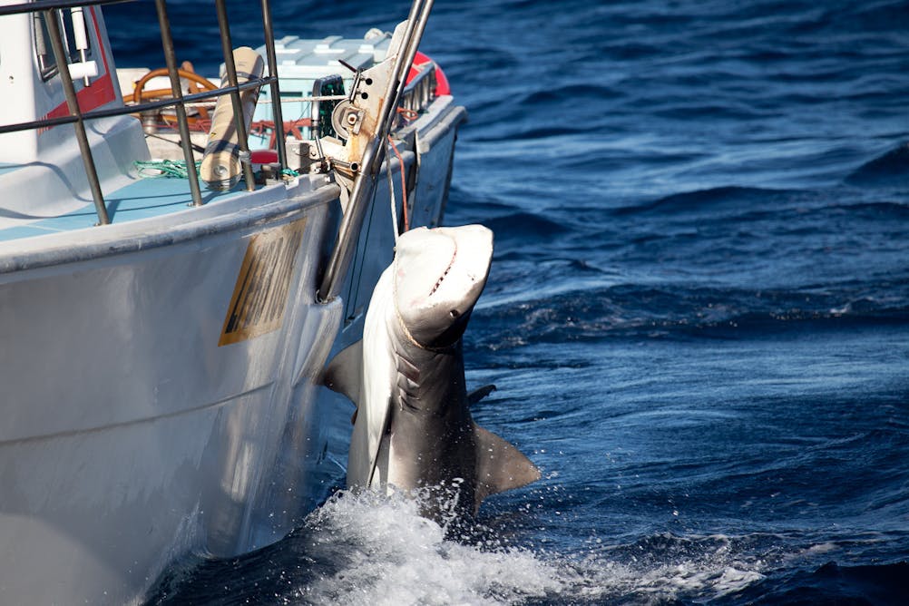 Sharks aren't criminals, but our fear makes us talk as if they are