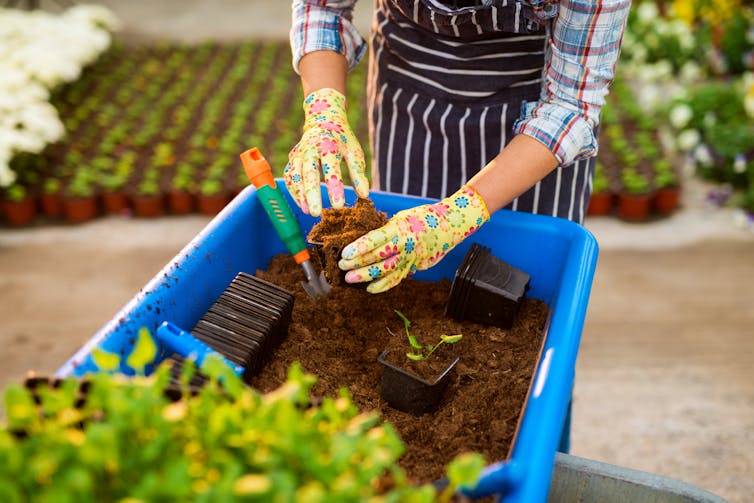 Don't worry, the chance of dying from potting mix is very slim