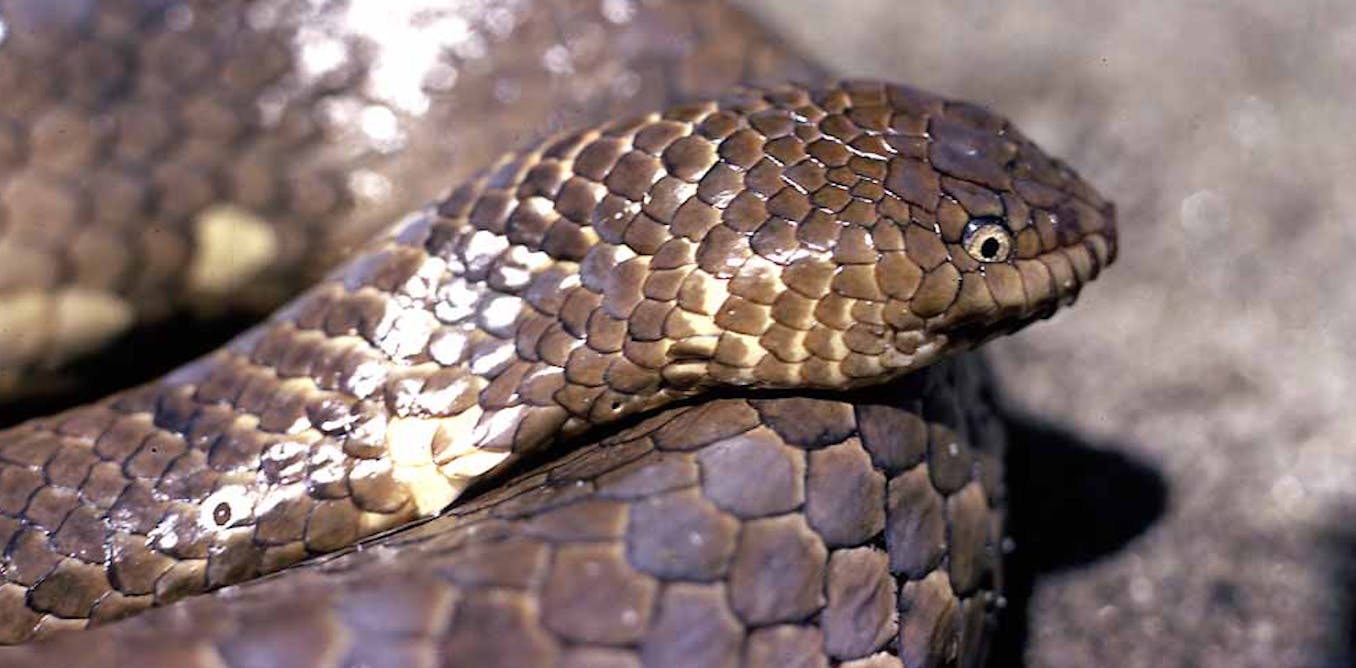 Australian endangered species: Sea snakes