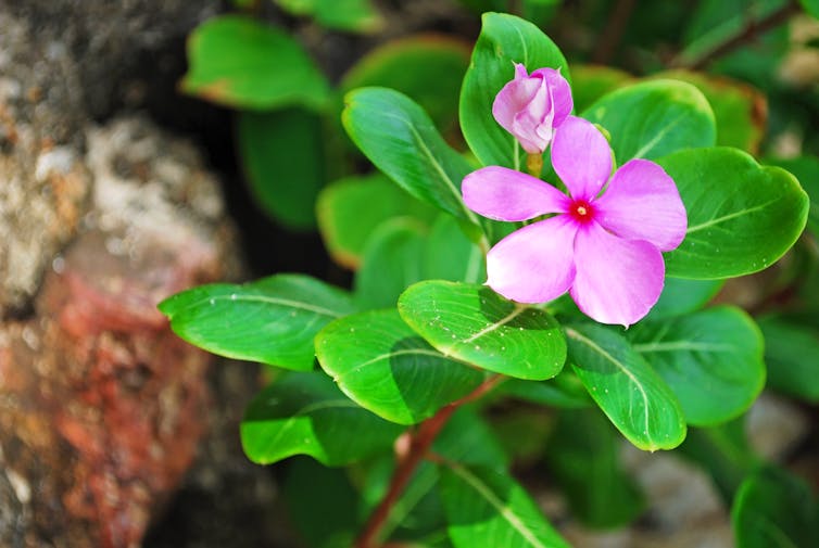 The Madagascar Periwinkle plant. (Shutterstock)