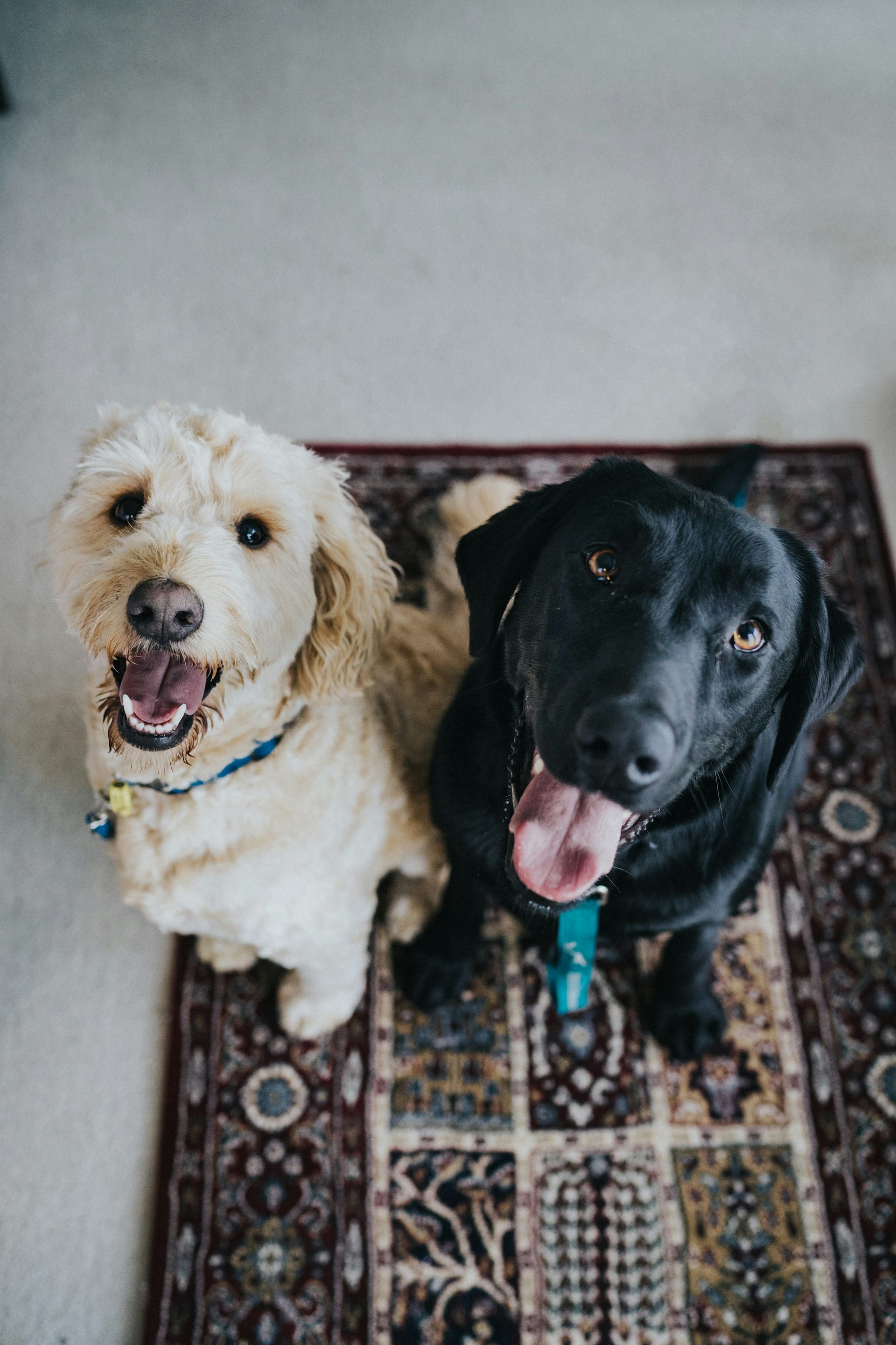 can dogs eat cacao