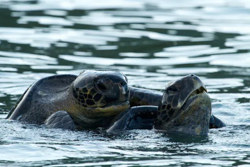 Married Turtle Home – Articles, Analysis, Comment – The Conversation – page 1387