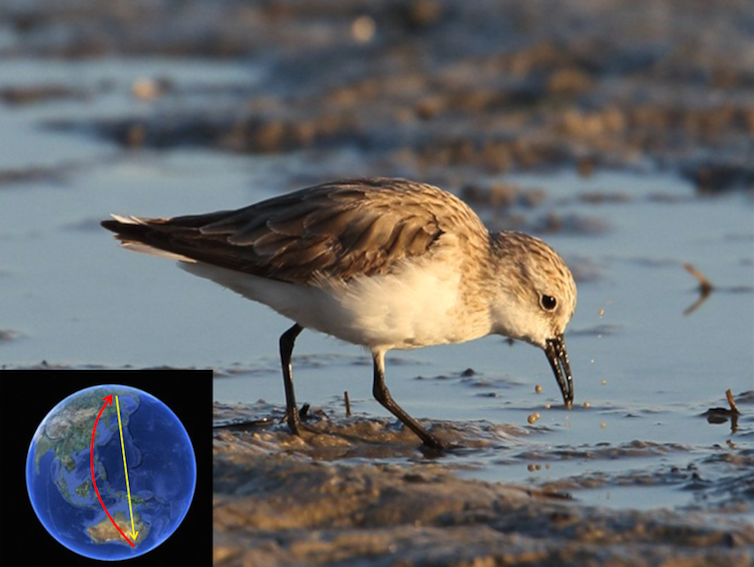 The Red-necked stint is highly exposed to sediment microbes as it forages for the microscopic invertebrates that fuel its vast migrations. Credit: Author provided