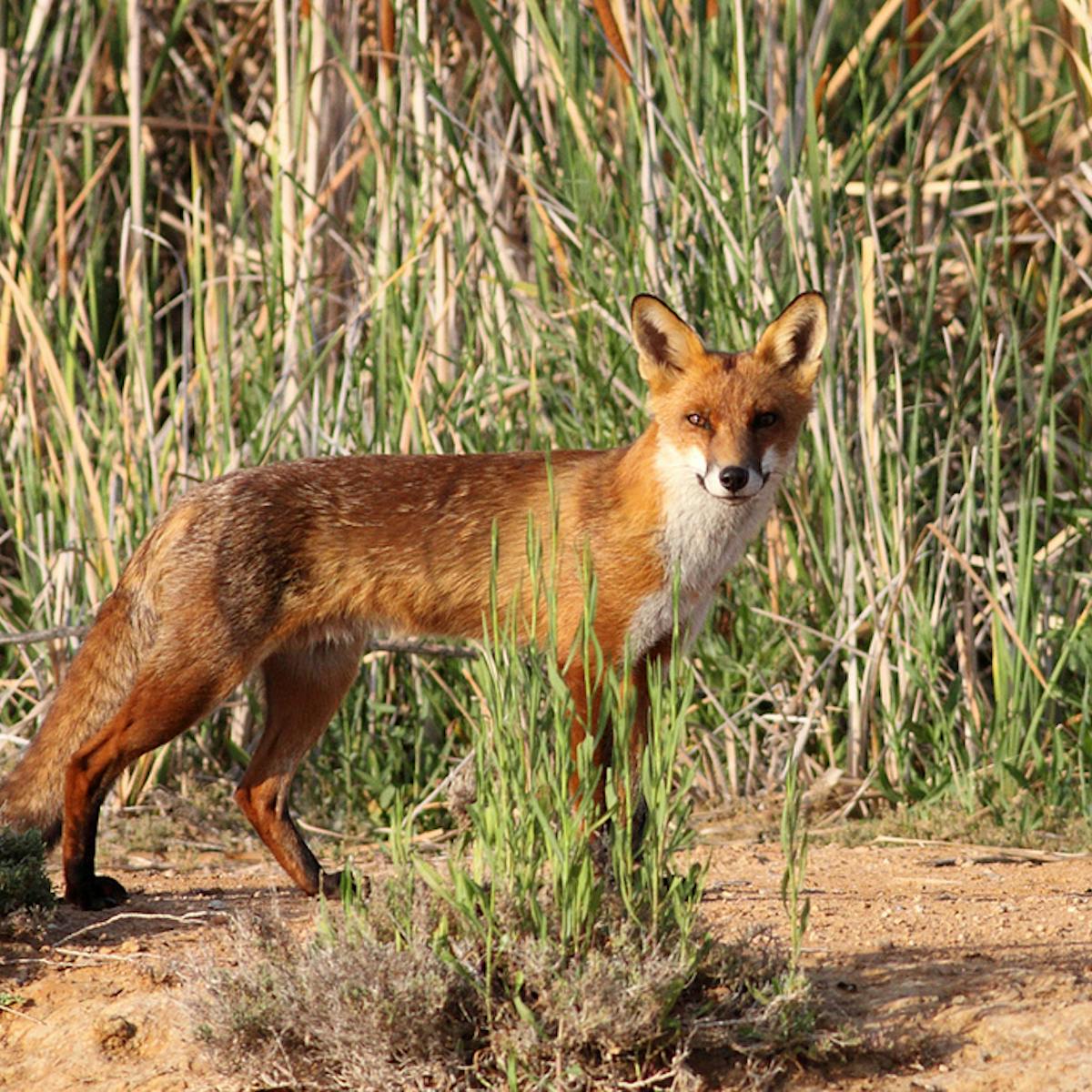 Is it too late to bring the red fox under control?