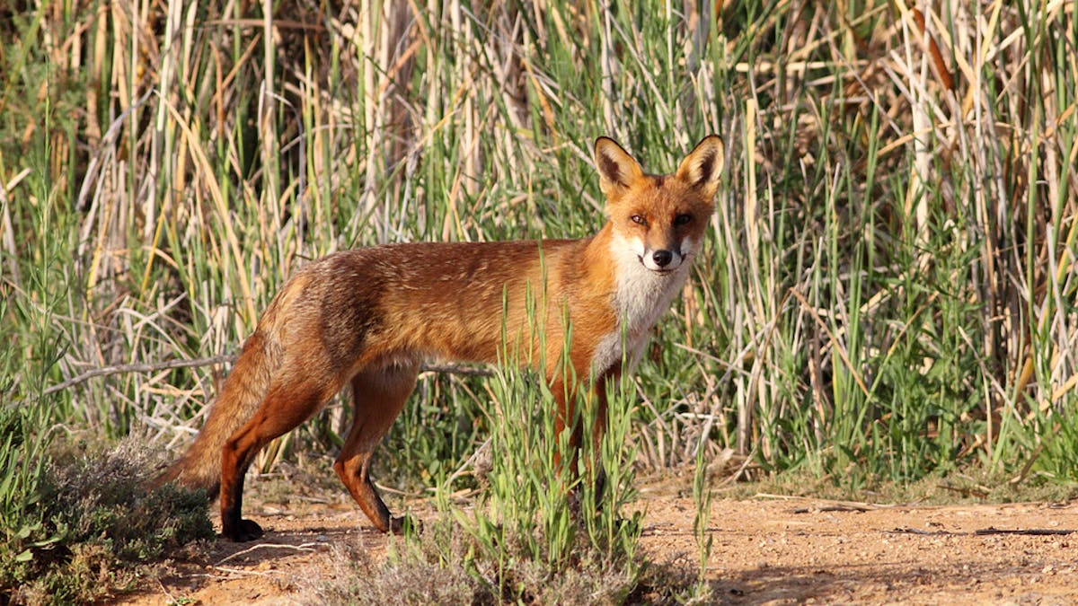 Is It Too Late To Bring The Red Fox Under Control