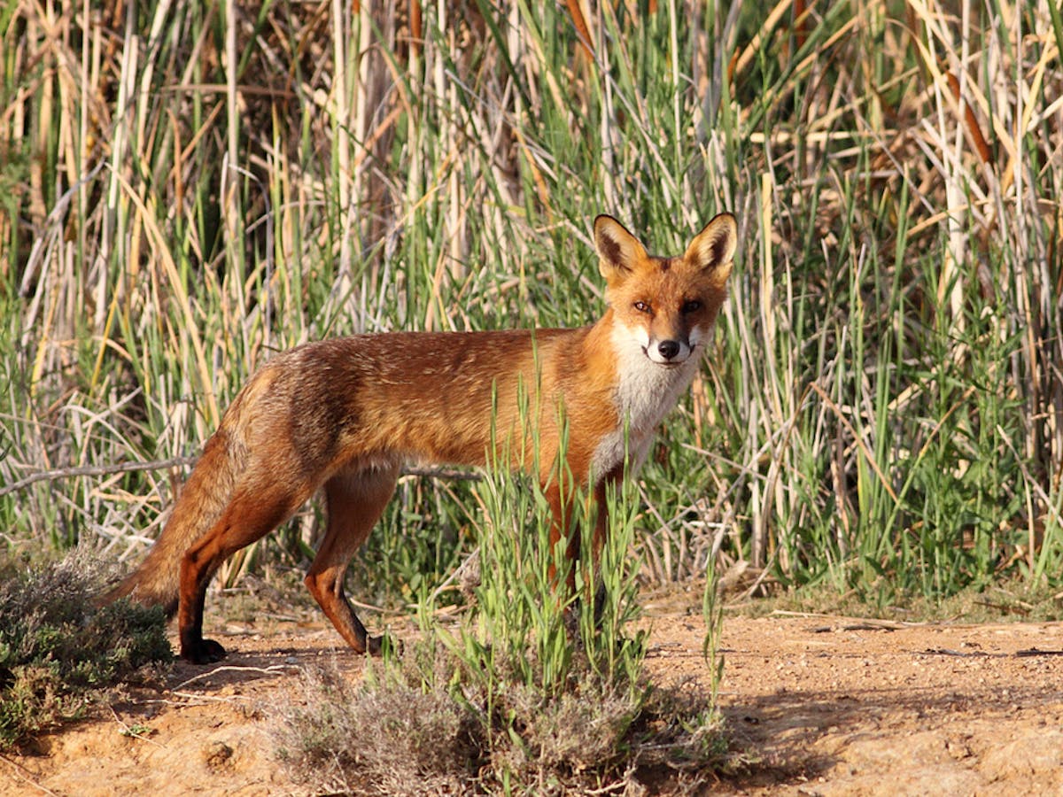 Is it too late to bring the red fox under control?