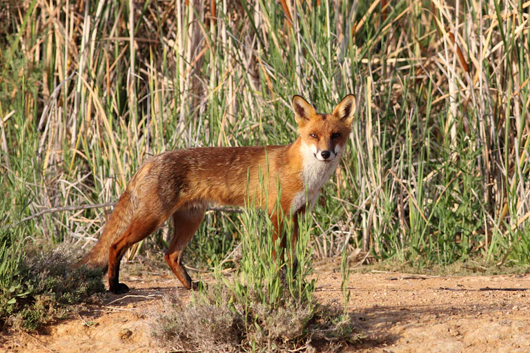 Red Fox Task Is it too late to bring the red fox under control?