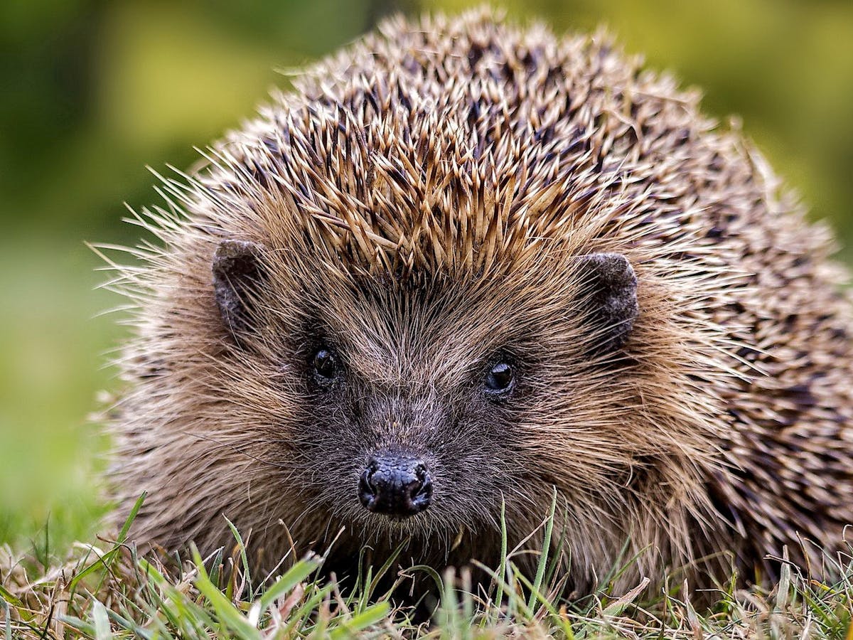 How to stop the humble hedgehog disappearing from British gardens and  countryside forever