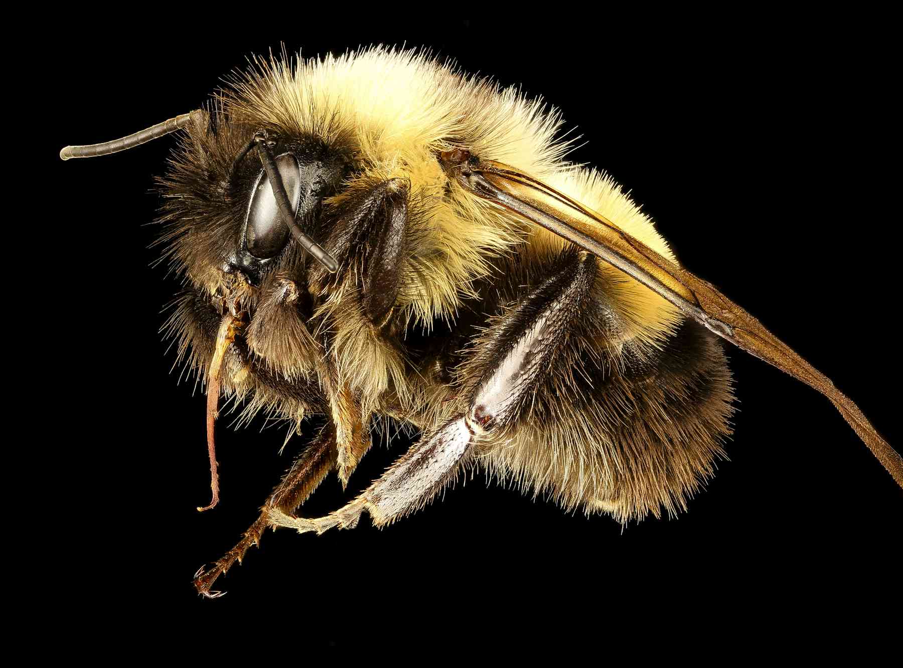 Beyond honey bees: Wild bees are also key pollinators, and some species