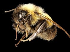 Beyond honey bees: Wild bees are also key pollinators, and some species are disappearing