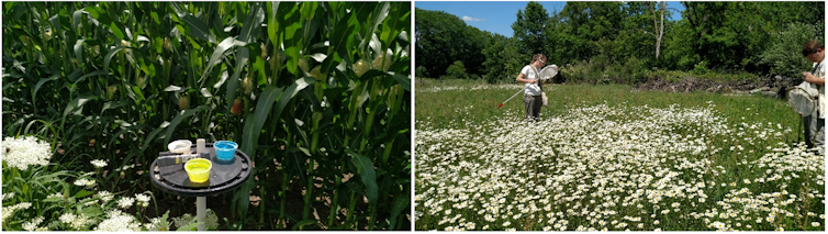 Beyond honey bees: Wild bees are also key pollinators, and some species are disappearing