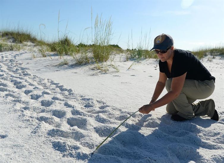 Sea turtle tracks