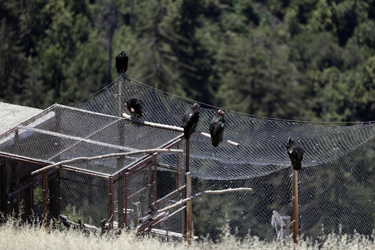 California condors