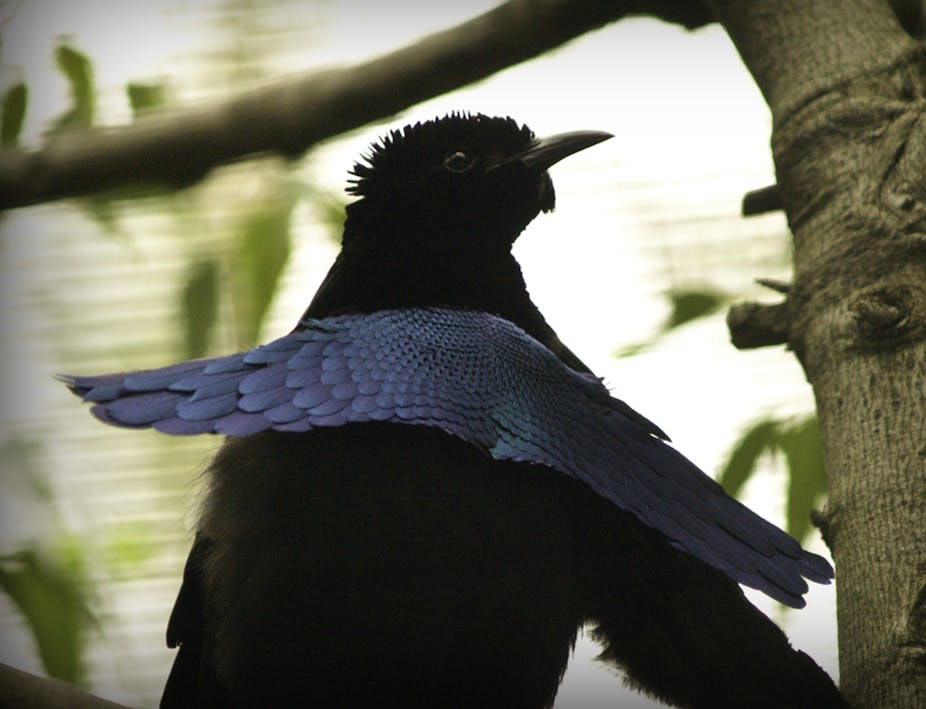 Bird Feathers: Bird Feather Facts - Why Do Birds Have Feathers?