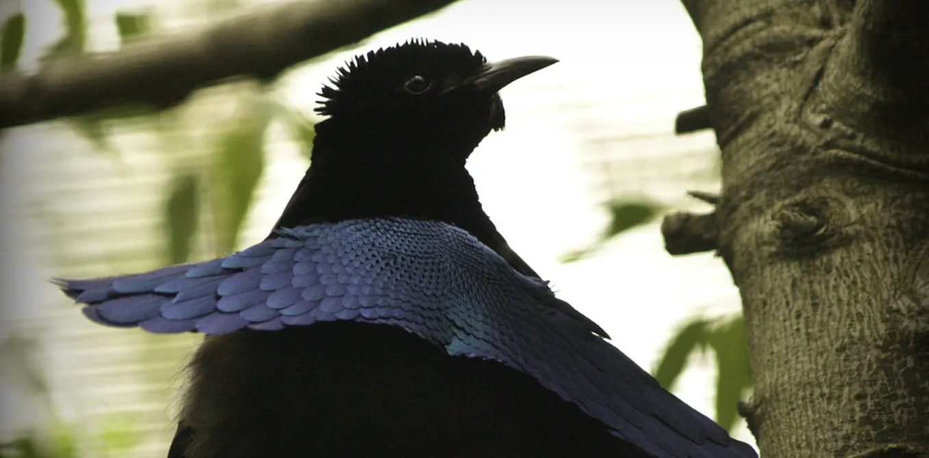 Imagen del dato curioso: Plumas supernegras que atrapan casi toda la luz