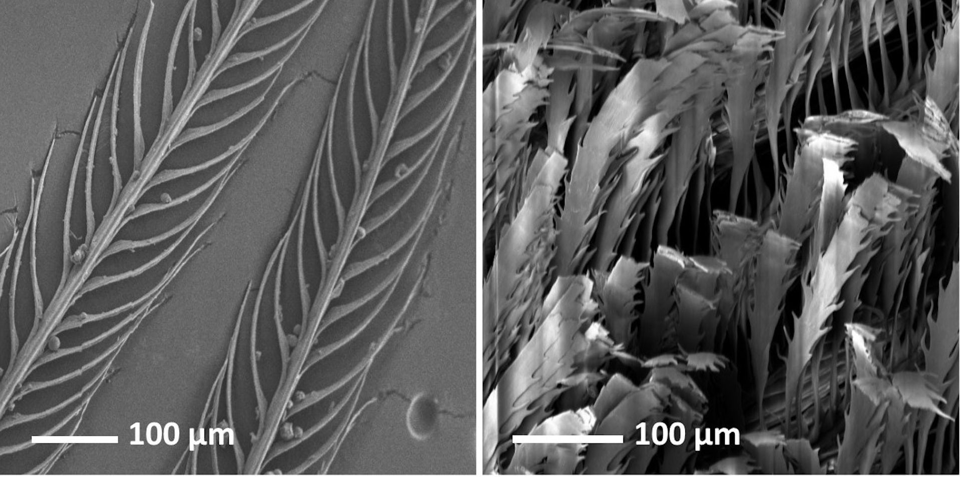 Super-black feathers can absorb virtually every photon of light that hits  them