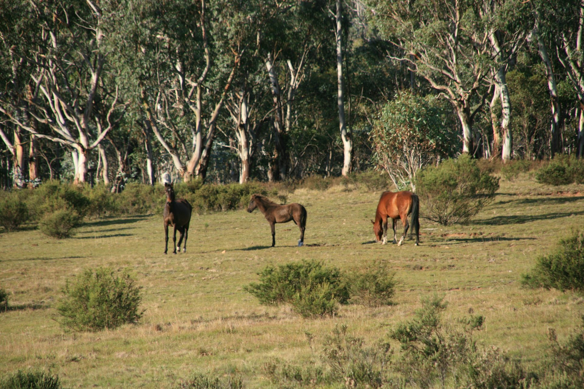 Without Culling, Victoria’s Feral Horse Plan Looks Set To Fail