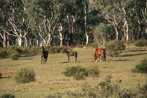 Without culling, Victoria's feral horse plan looks set to fail