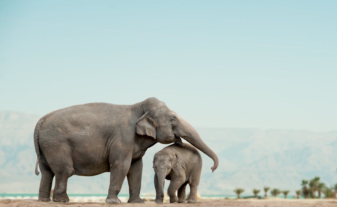 Animal mums. Слон слониха Слоненок. Слониха со слоненком. Слоны в дикой природе. Большой слон.