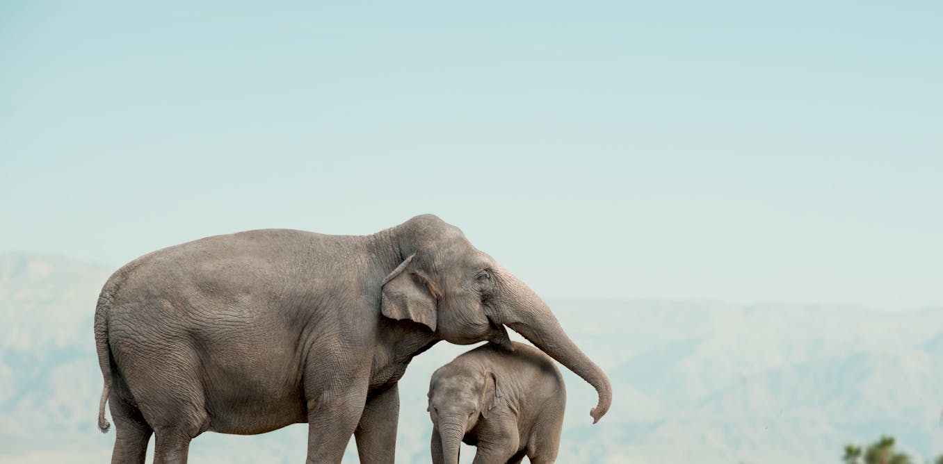 Big small animals. Слон слониха Слоненок. Слониха со слоненком. Слоны в дикой природе. Большой слон.