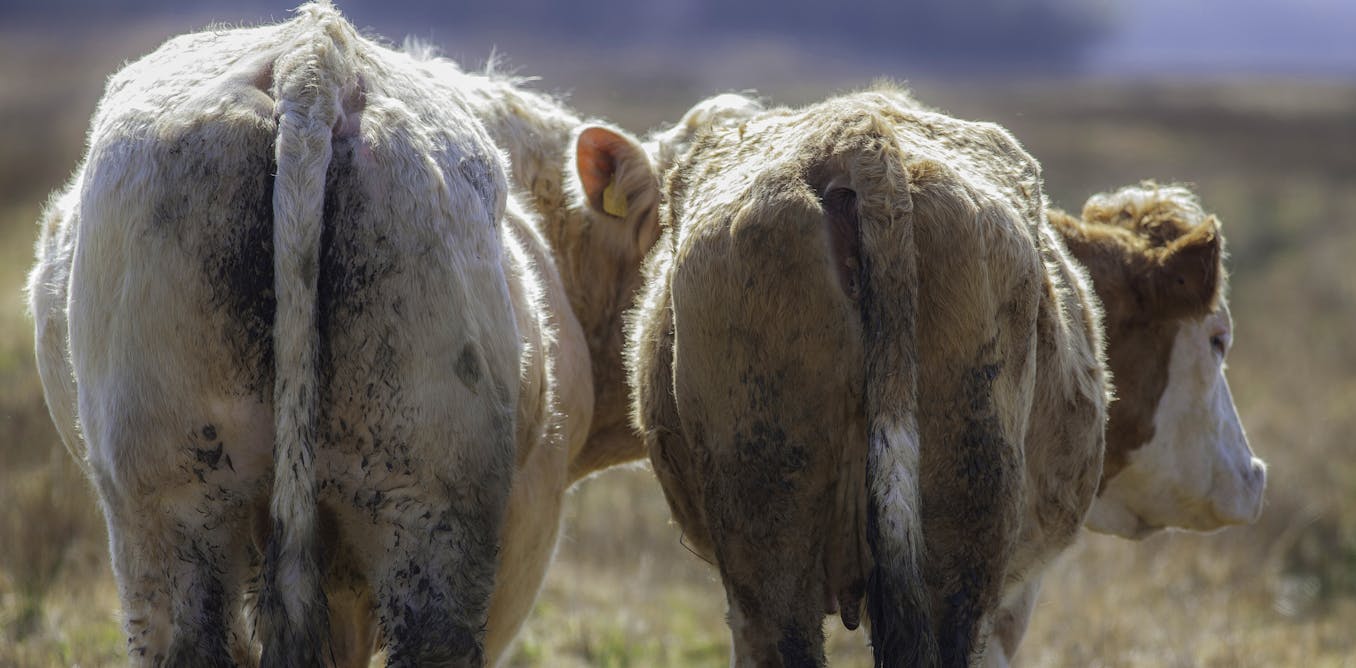 Cows exude lots of methane, but taxing beef won’t cut emissions