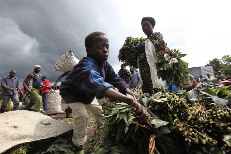 Protecting Cassava from Disease? There’s an App for That Protecting Cassava from Disease? There’s an App for That