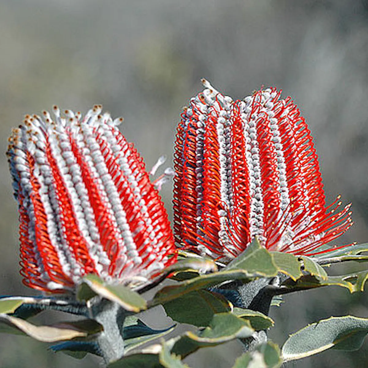Extinct Plants. Examples List Of Extinct Plants