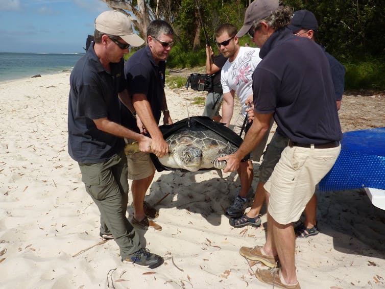 How can we halt the feminisation of sea turtles in the northern Great Barrier Reef?