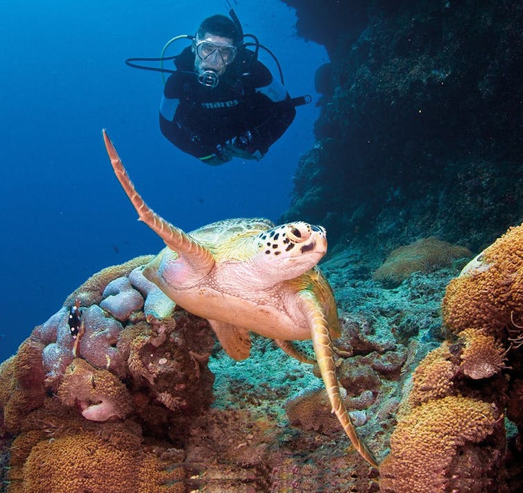 How can we halt the feminisation of sea turtles in the northern Great Barrier Reef?