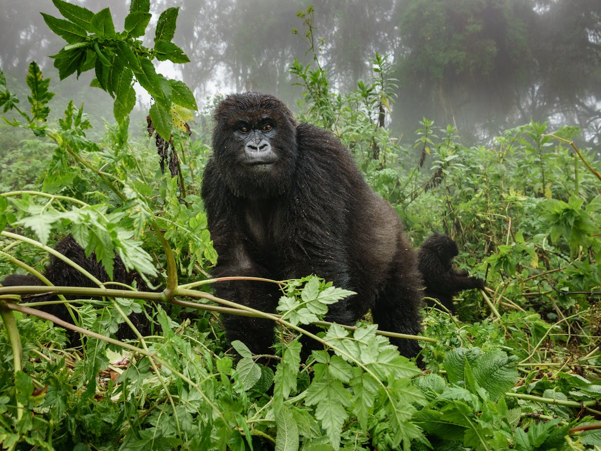 Animals Are Victims Of Human Conflict So Can Conservation Help Build Peace In Warzones Animals Are Victims Of Human Conflict So Can Conservation Help Build Peace In Warzones