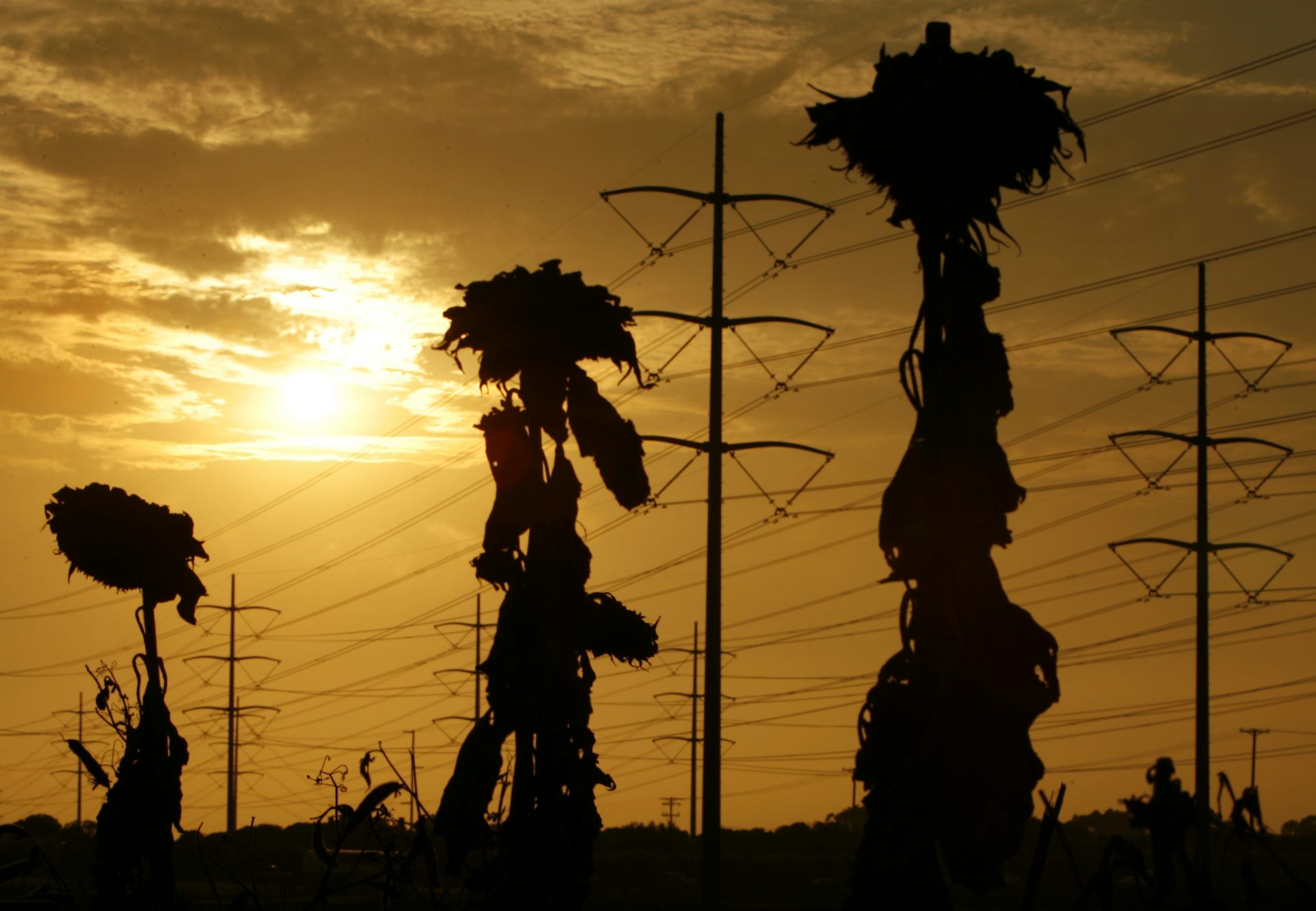 Explainer back burning and fuel reduction