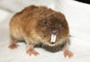 Mole voles have no Y chromosomes. Credit: Wikipedia