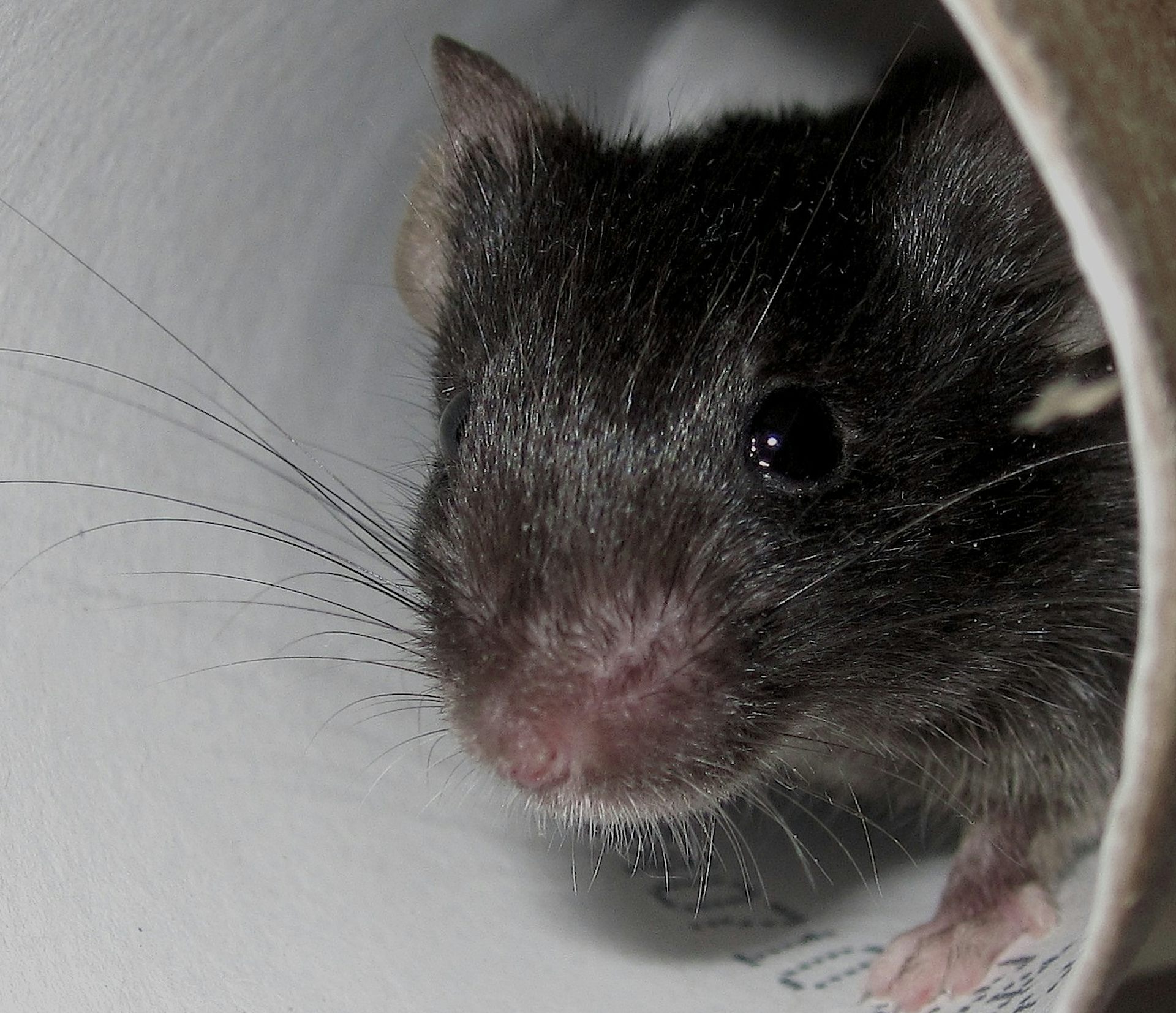 Pinky and the Brain a new role for mice in growth hormone research