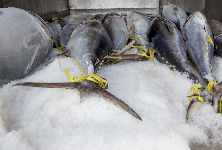 How blockchain is strengthening tuna traceability to combat illegal fishing