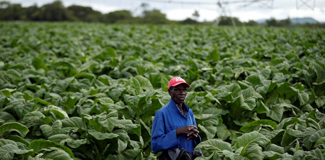 Ten priorities for getting agriculture moving in Zimbabwe