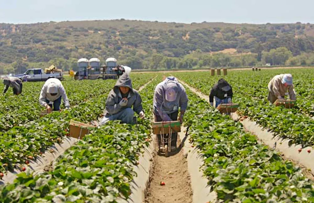 Healthy To Eat Unhealthy To Grow Strawberries Embody The
