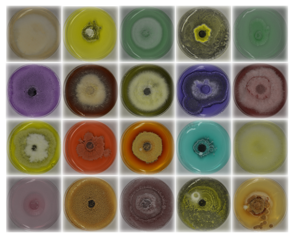 Death Road To Canada Crack Death Road To Canada Crack