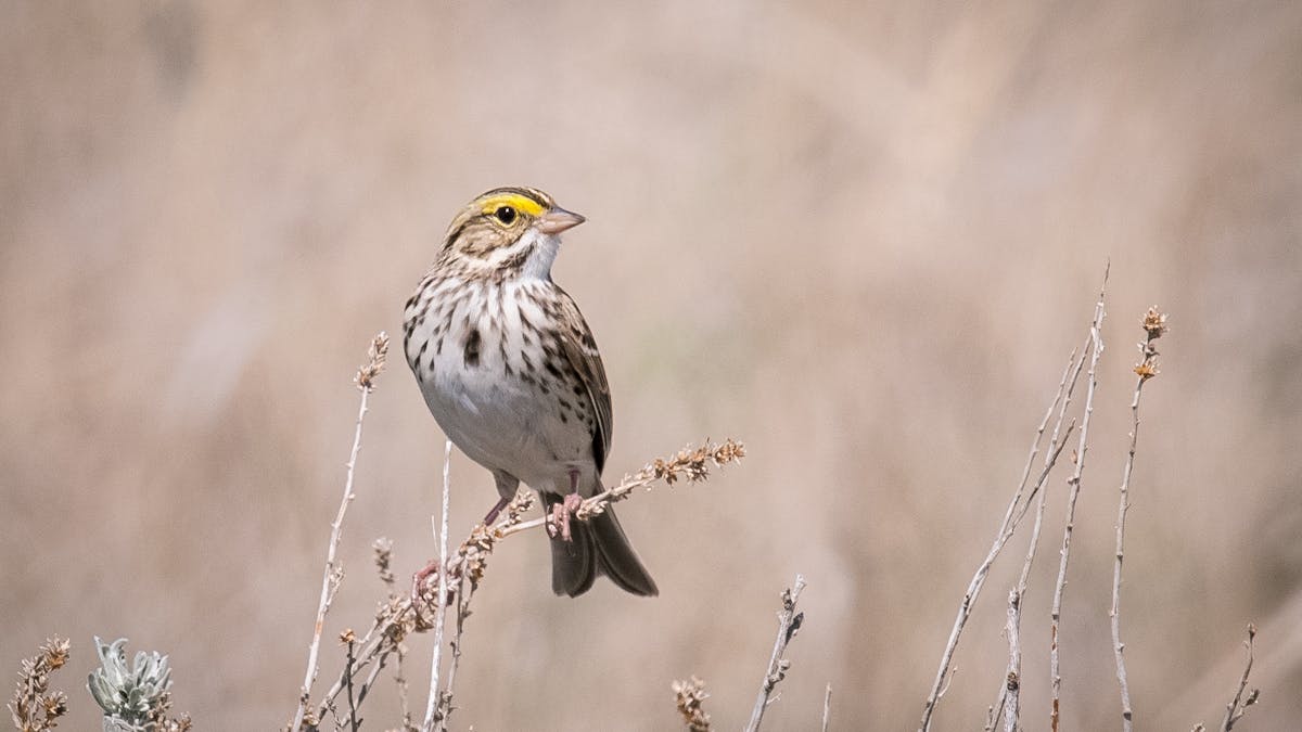 Industrial Noise Compels Savannah Sparrows To Change Their Tune Industrial Noise Compels Savannah Sparrows To Change Their Tune