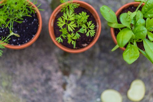Don't worry, the chance of dying from potting mix is very slim