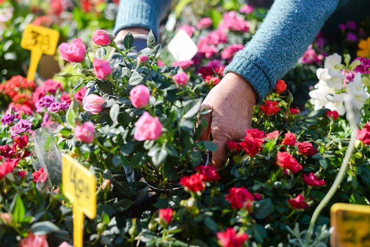 Don't worry, the chance of dying from potting mix is very slim