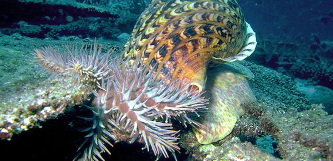 Crown Of Thorns Starfish Information Recherche Et Analyse The Conversation France Page 1