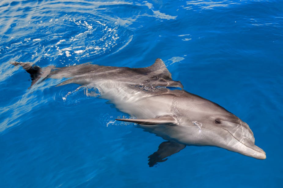 A Rare Glimpse Into The World Of Red Sea S Dolphins And Whales